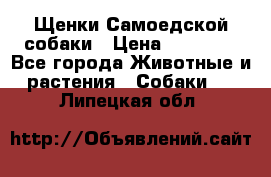 Щенки Самоедской собаки › Цена ­ 25 000 - Все города Животные и растения » Собаки   . Липецкая обл.